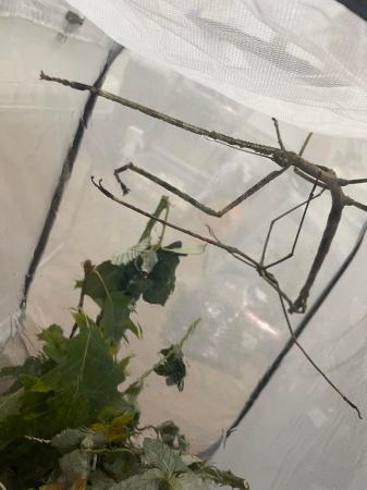 Image 4 of Giant stick insects (Tirachoidea jianfenglingensis) nymphs