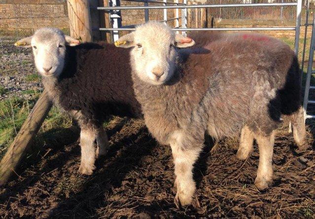 Image 2 of 4 purebred herdwick ewe lambs
