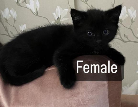 Image 2 of British Longhhair / Shorthair Kittens