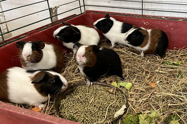 Image 4 of Tort & white Guinea pig males cavy £10 each