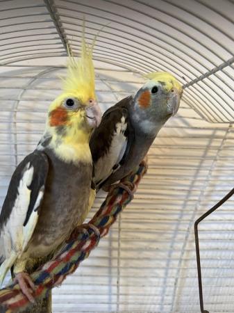 Image 9 of Quality Baby & Adult breeding cockatiels - Various Colours