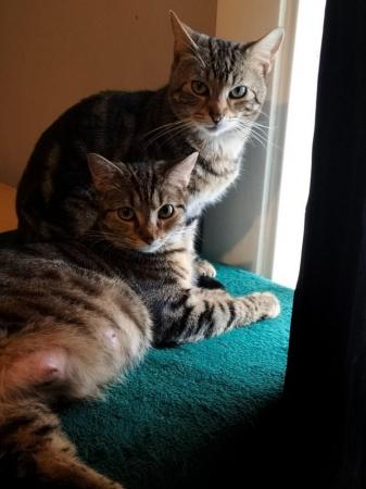 Image 9 of 3 Beautiful Tabby Kittens