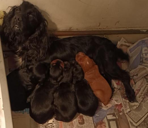 Image 4 of Superb litter of working cocker spaniel puppies