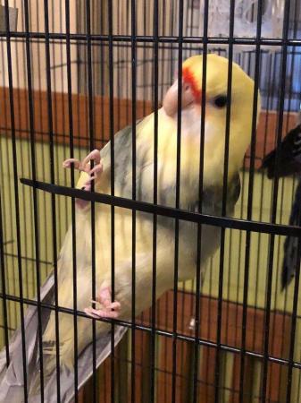 Image 5 of Adult Pied Pennant for sale,aviary bird