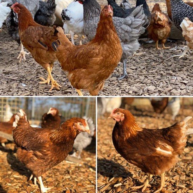 Preview of the first image of Wide Variety of Hybrid Hens for Sale at Point of Lay.