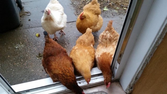 Preview of the first image of Orpington hens required.
