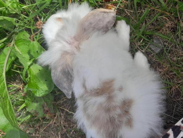 Image 3 of Lionhead with mini lop, 9 weeks old beautiful friendly baby