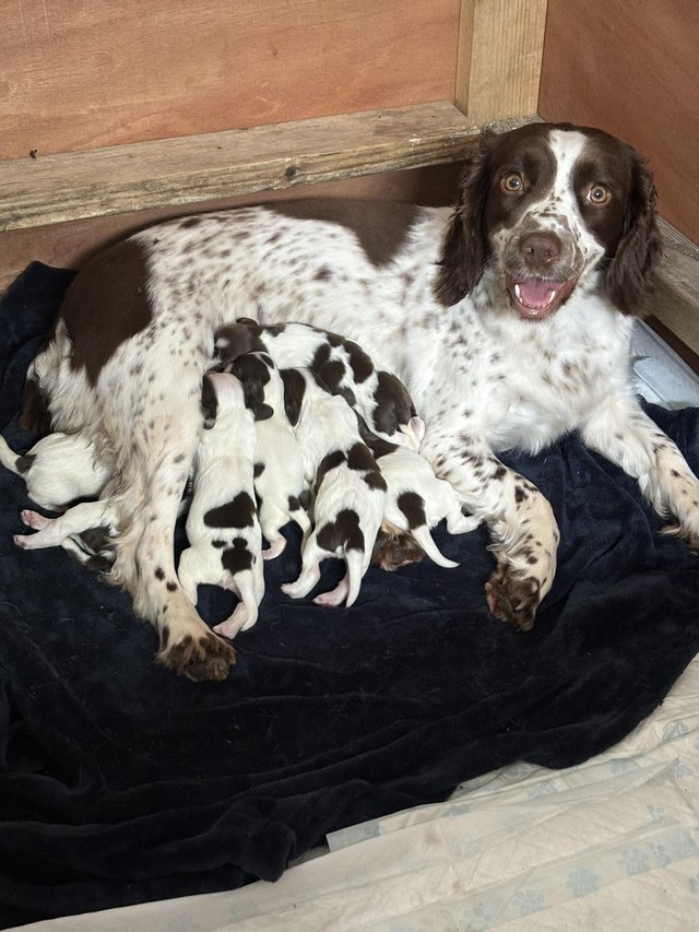 Preview of the first image of Springer Spaniel KC Registered Puppies Litter of 10.