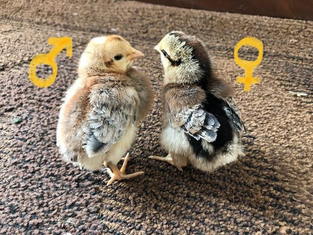 Preview of the first image of CHICKEN Silkie / Cream crested legbar chicks, Hatch kit.
