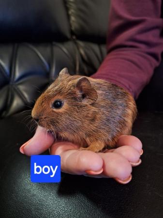 Image 10 of Baby guinea pigs for sale