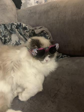 Image 6 of 8 month old ragdoll x persian