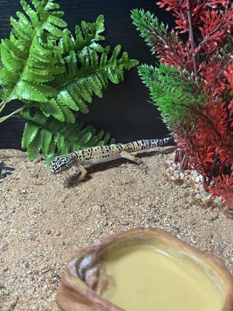 Image 4 of Beautiful Young Leopard Gecko