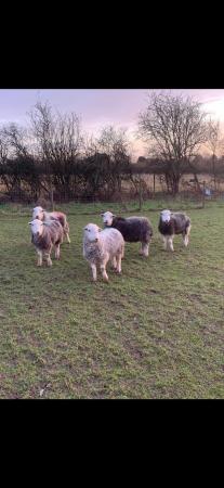 Image 2 of 5 Herdwick Ewes Looking For New Home