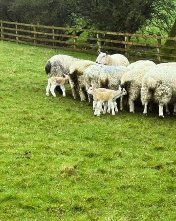 Image 2 of Ewes and lambs twins triple single
