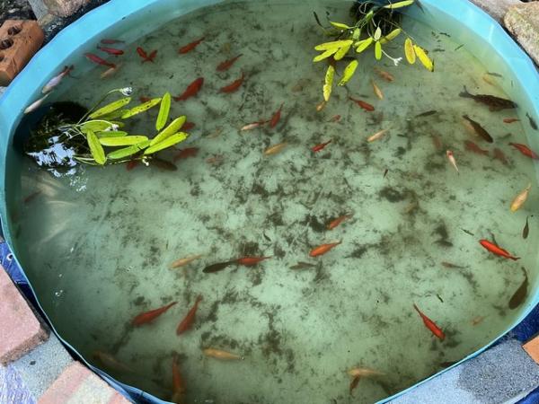 Image 1 of Pond fish mixed variety and sizes