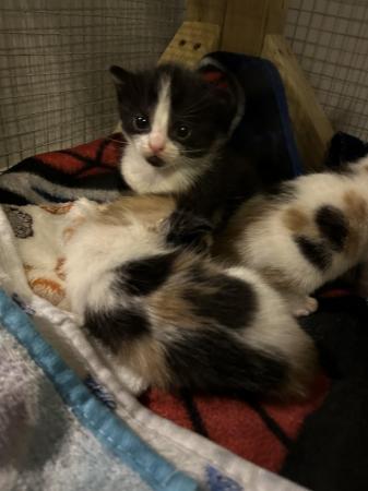 Image 4 of Beautiful, fluffy kittens ready 25th May