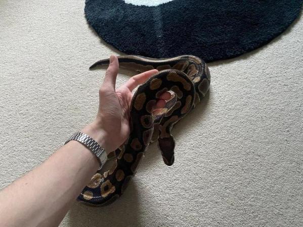Image 2 of Adult Ball Python with Equipment Included