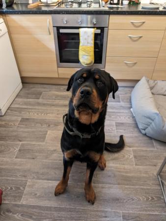 Image 2 of Rottweiler puppies for sale