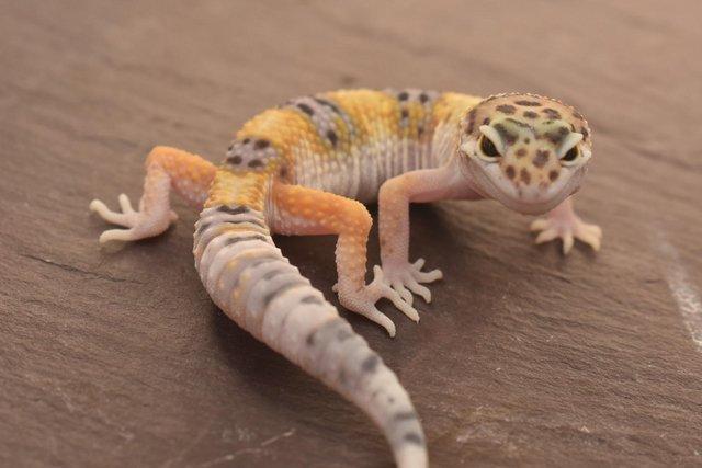 Image 7 of 2023 Leopard gecko Hatchlings available