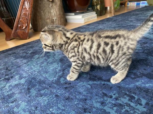Image 9 of Ready now!! 2 beautiful Bengal house kittens -