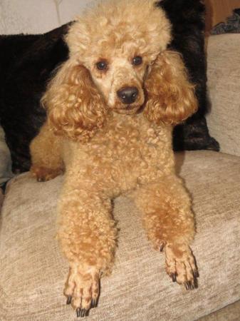 Image 49 of RED KC REG TOY POODLE FOR STUD ONLY! HEALTH TESTED