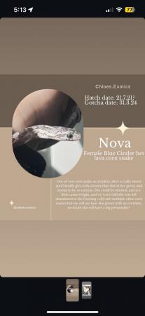 Image 2 of Blue Cinder het lava Female Cornsnake CB21