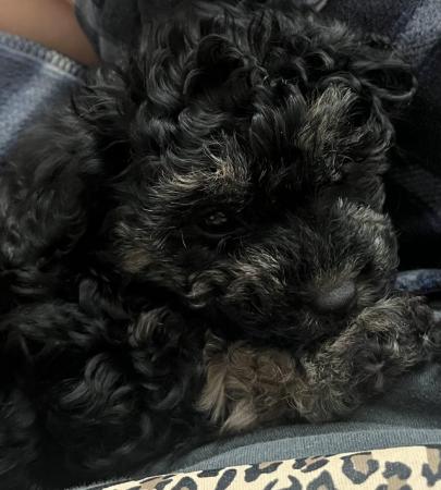 Image 9 of Poochon puppies for sale