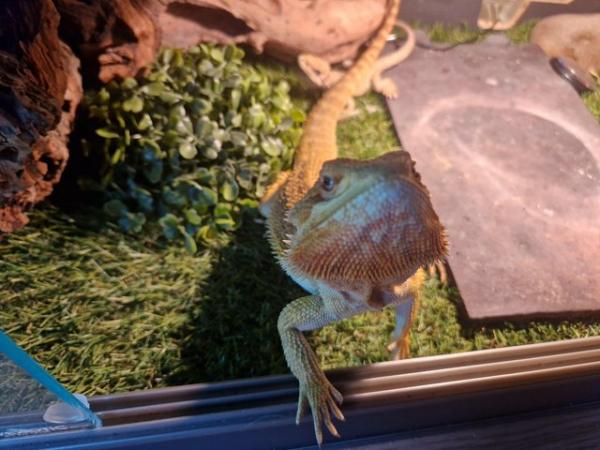 Image 4 of 2 x bearded dragons / male & female / brother & sister