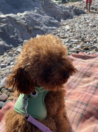 Image 2 of - Red Toy Poodle For Sale -