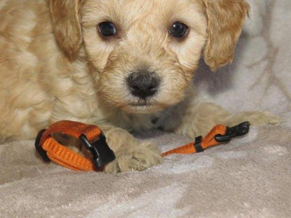 Image 23 of RED KC REG TOY POODLE FOR STUD ONLY! HEALTH TESTED