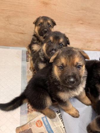 Image 2 of 7 gorgeous German shepherd puppies for sale.