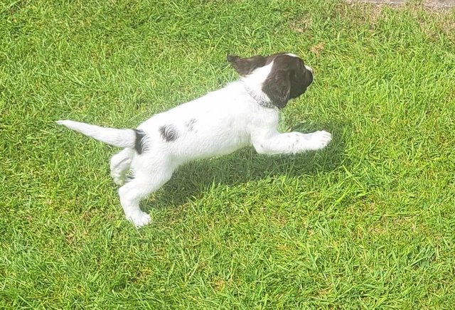 Image 17 of sprocker for sale from loving home