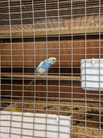Image 6 of Baby budgies ready for homes