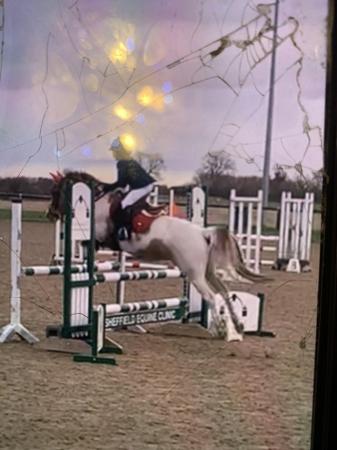 Image 2 of Showjumping pony for sale
