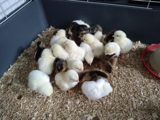 Preview of the first image of Day old unsexed chicks for sale.