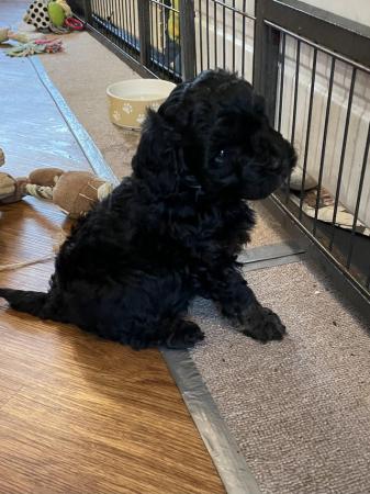 Image 9 of 1 cavapoo boy puppy looking for his forever home
