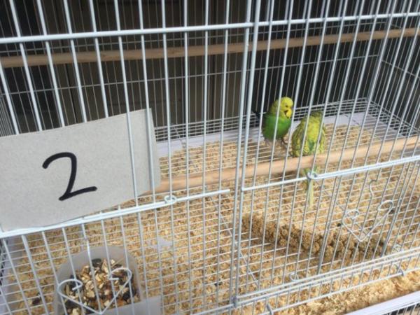 Image 3 of Pair of Budgies for sale.