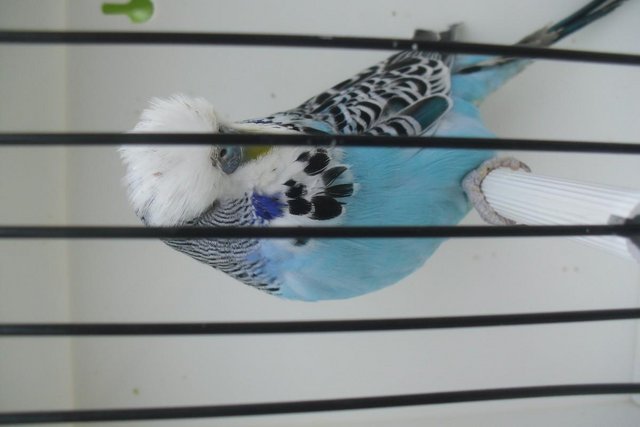 Image 2 of Exhibition Type Budgies Adult Males