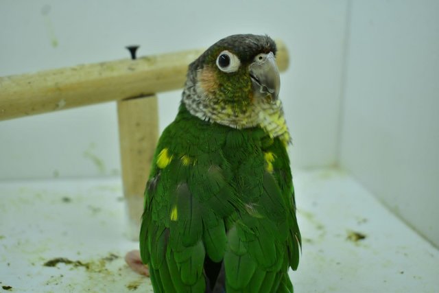 Image 11 of Baby pineapple conures looking for loving homes different mu