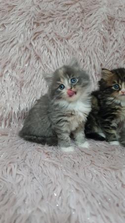 Image 11 of Chinchilla Persian x turkish calico kittens 1 girl left