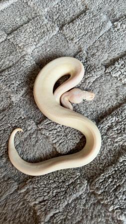 Image 6 of Blue Eyed Leucistic royal python babies