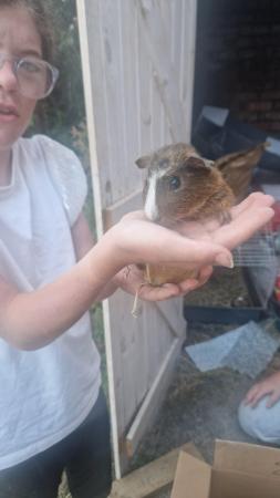 Image 5 of Male Guinea pigs looking for a home