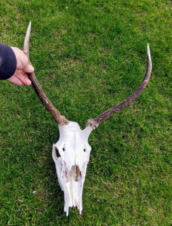 Image 3 of Medium Sized Deer Skull / Young Stags Head