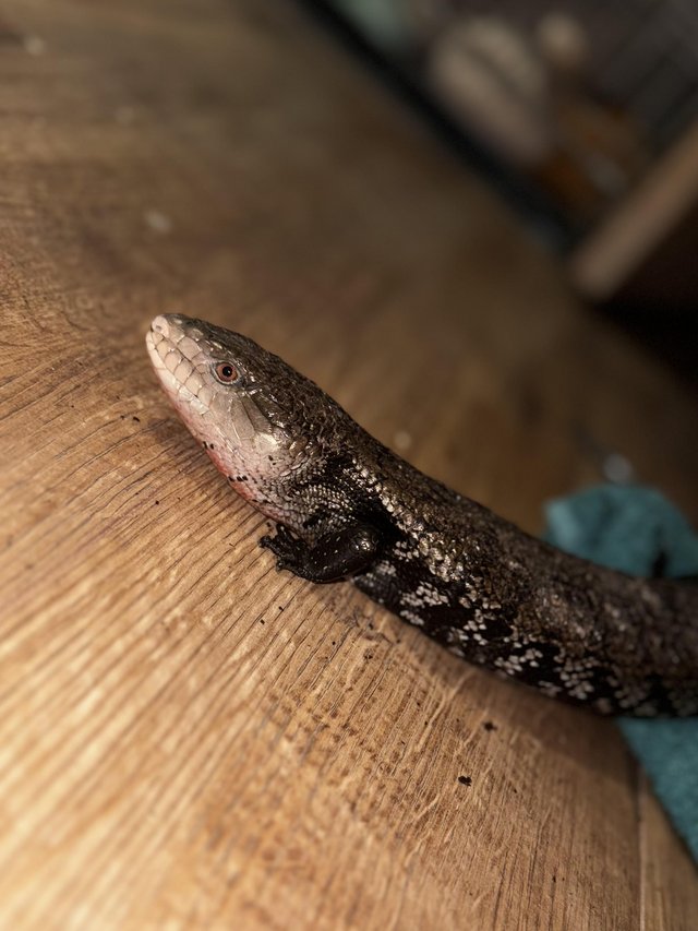 Preview of the first image of Female Merauke blue tongue skink.