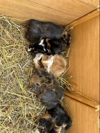 Image 5 of 4 x  Pretty long haired female guinea pigs.