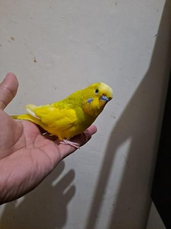 Image 3 of Friendly hand tamed budgies for sale