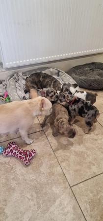 Image 3 of 8 week old french bulldog pups for sale
