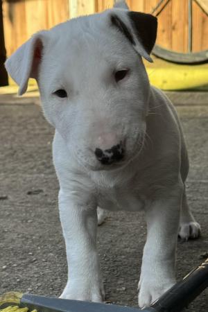 Image 11 of 1 Male, 2 Female KC Registered Bull Terrier Puppies