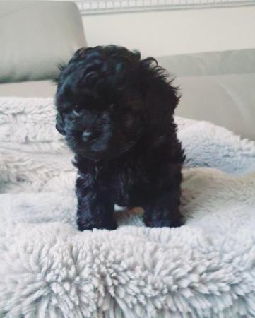 Image 6 of Toy Shihpoo puppy girl (imperial)