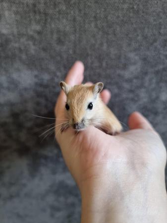 Image 5 of Hand tame baby gerbils ready for new homes!
